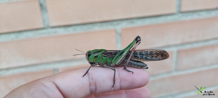 Locusta migratoria