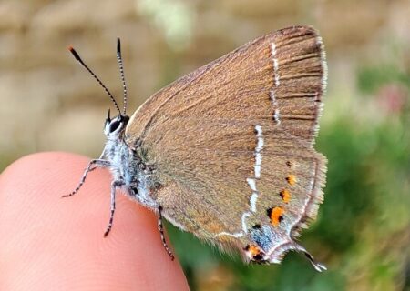 Satyrium spini