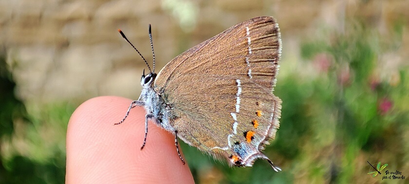 Satyrium spini