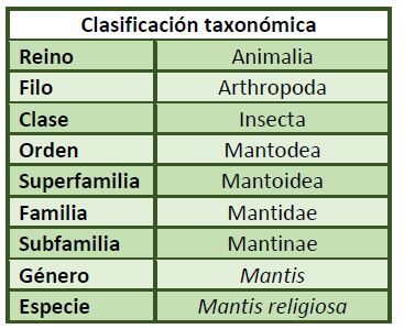 Clasificación taxonómica de Mantis religiosa.