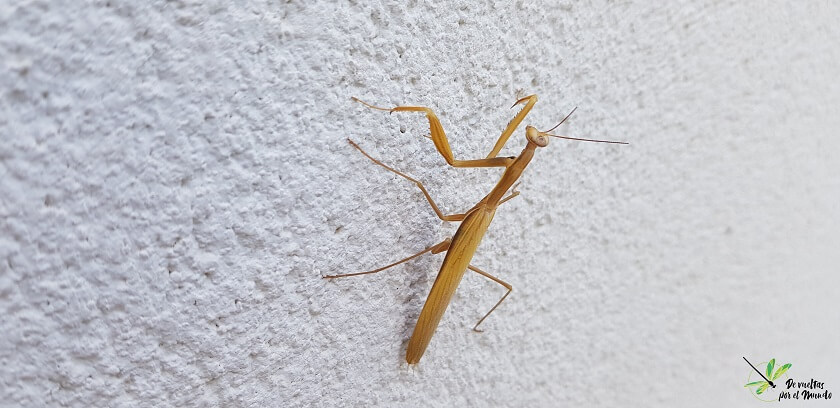 Mantis religiosa con coloración amarillenta que le ayudará a camuflarse en la vegetación seca del verano.