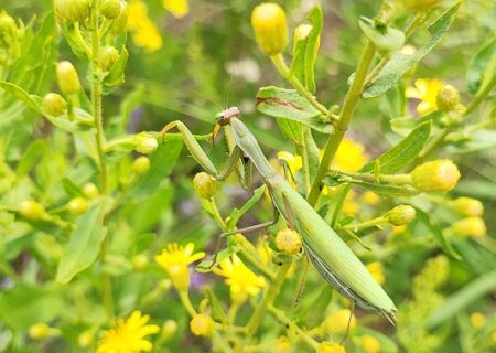 Mantis religiosa
