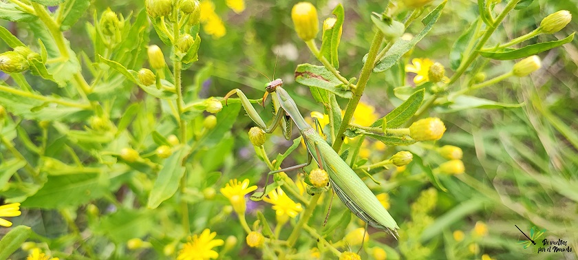 Mantis religiosa